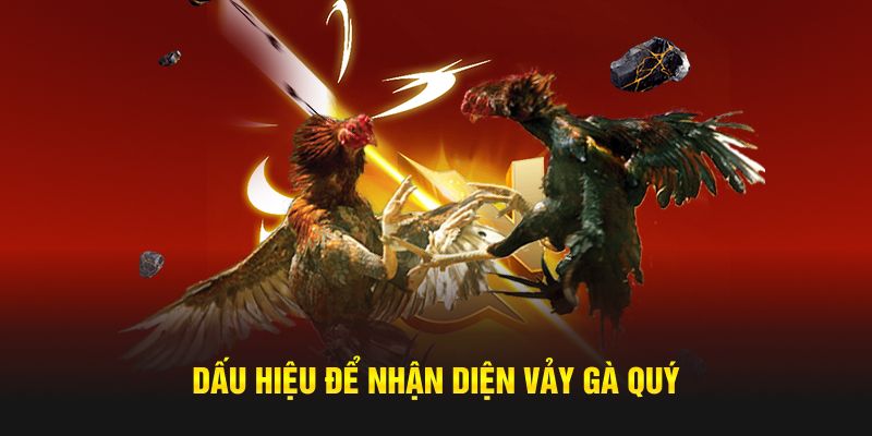 Dấu hiệu để nhận diện vảy gà quý