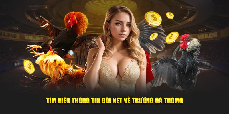 Tìm hiểu thông tin đôi nét về trường gà Thomo